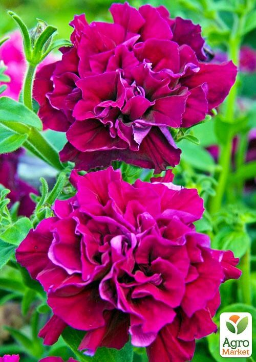 Петуния "Дабл Каскад Бургунди" (контейнер №10, высота 10-15см)