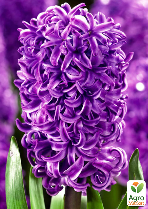 Гиацинт "Purple Sensation" 