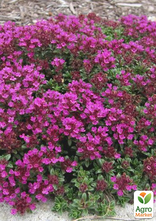 Чебрець "Creeping Red" - фото 6