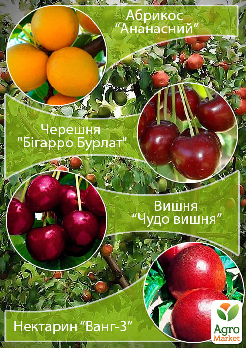Дерево-сад "Мультифрукт" Черешня+Абрикос+Вишня+Персик2