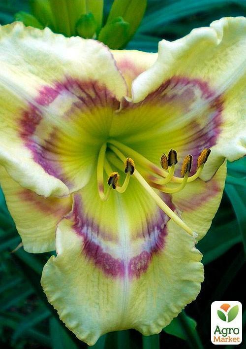 Лилейник "Aztec Headdress" 1шт в упаковке - фото 2