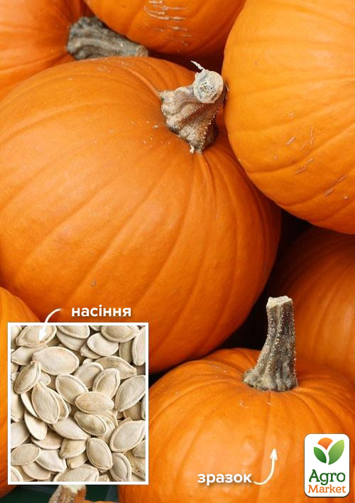 На вагу Гарбуз "Апельсинка" ТМ "Весна" ціна за 15г