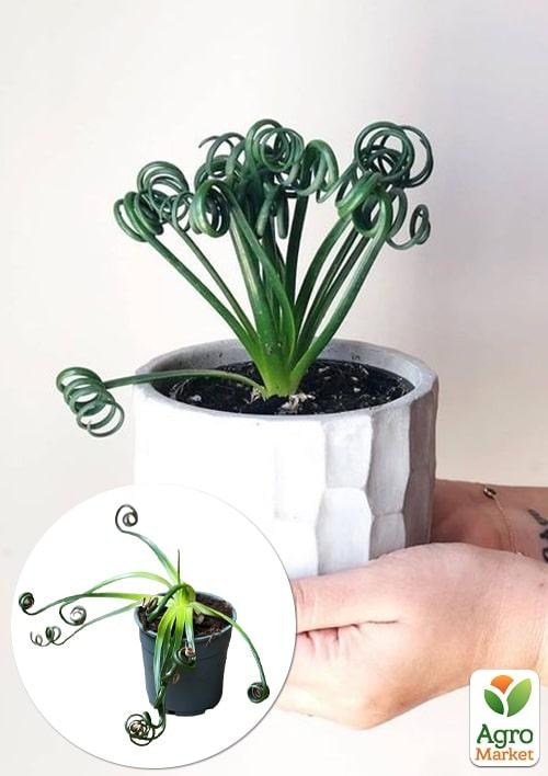 LMTD Альбука спіральна "Frizzle Sizzle" (15-20см)