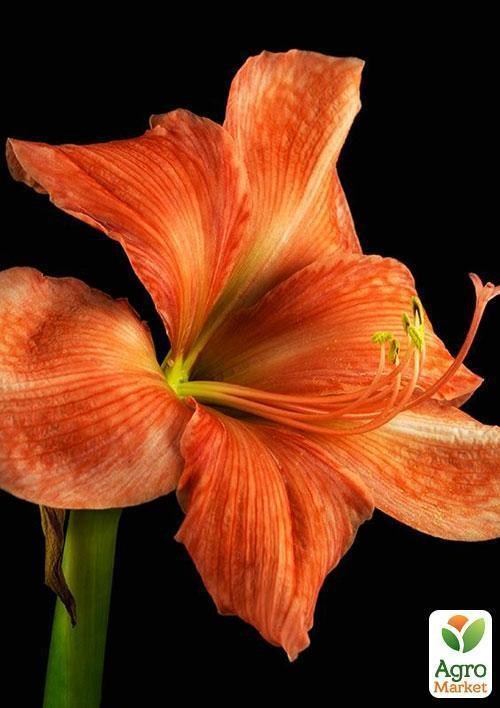 Амариліс "Кораловий красень" ТМ "Vesna Exclusive" 10шт