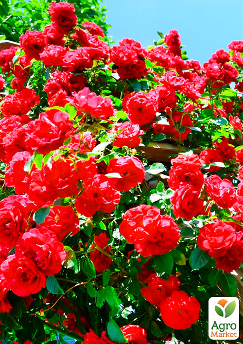 Троянда плетиста "Don Zuan" (саджанець класу АА +) вищий сорт - фото 4