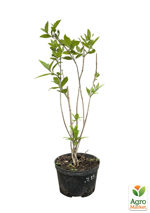 Гортензія 3-х річна волотиста "Magical Sweet Summer" - фото 2