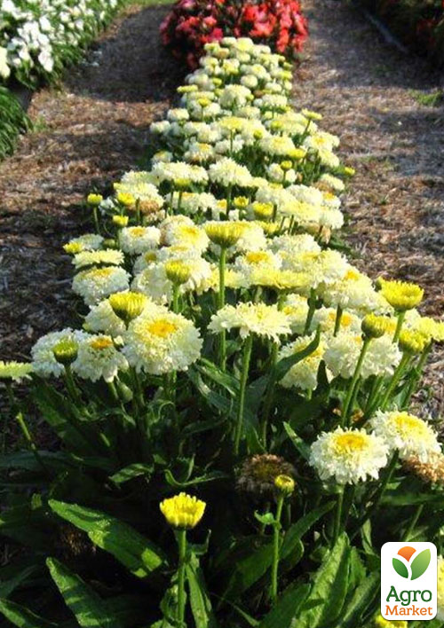 Ромашка махровая Леукантемум "Luna" (букетная, крупноцветковая) - фото 2