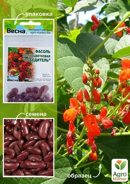 Квасоля крупноквіткова "Переможець" (Зипер) ТМ "Весна" 10шт