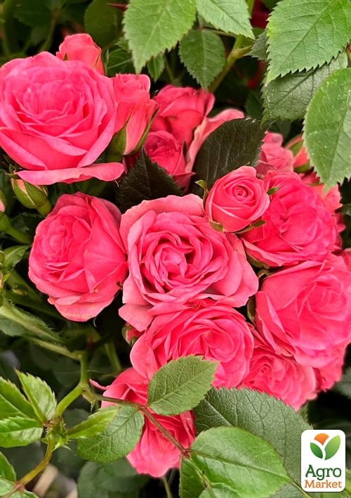 LMTD Троянда на штамбі 5-річна "Royal Pink" (укорінений саджанець у горщику, висота 130-150см)
