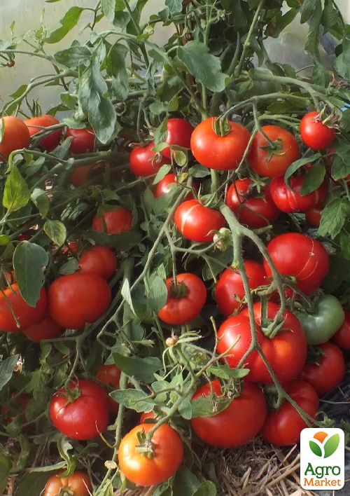 Томат "Монгольский карлик" ТМ "Vesna Select" 20шт - фото 2