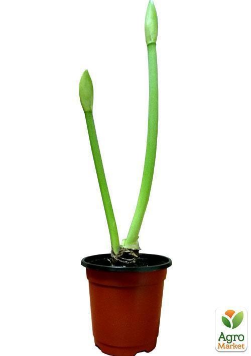 Амариллис в горшке "Рождественский цветок" - фото 3