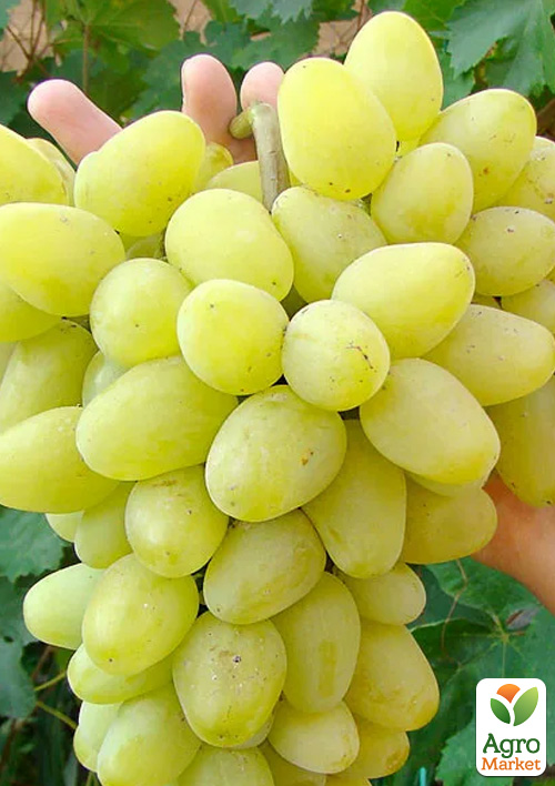 Виноград "Олигарх" (ранний срок созревания, морозостойкость до -25⁰С)