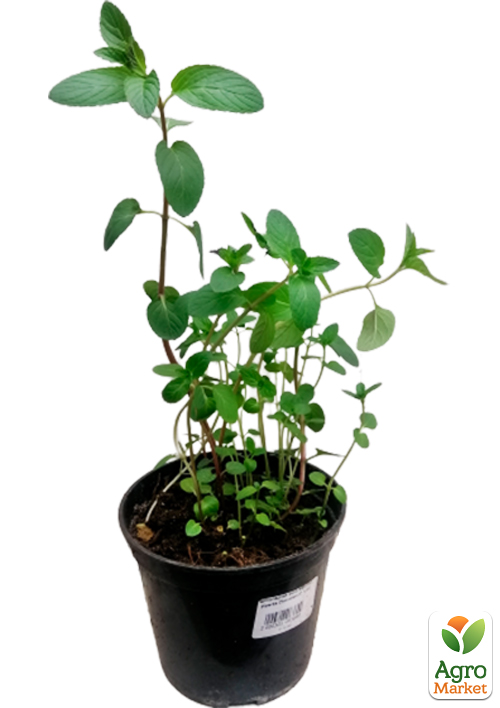 М'ята Шоколадна "Mentha Chocolate" (контейнер Р9) - фото 5