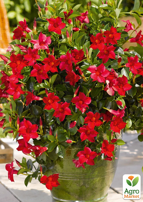 Дипладения (Mandevilla) "Rio Deep Red" (цветущая лиана)