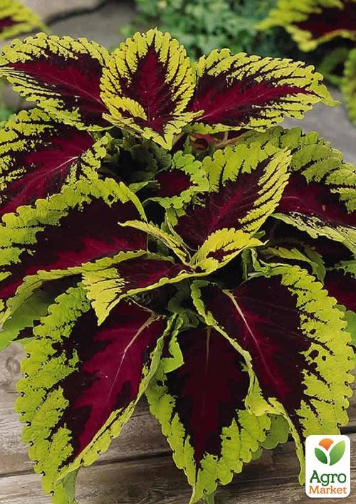 Колеус "Fairway Rose" 1 шт.