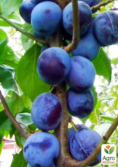 Слива колоновидная "Анже" Эксклюзив