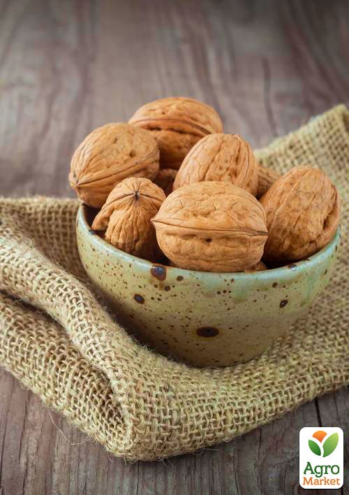 Грецкий орех привитой "Franquette" (французская селекция, среднеспелый срок созревания) - фото 6