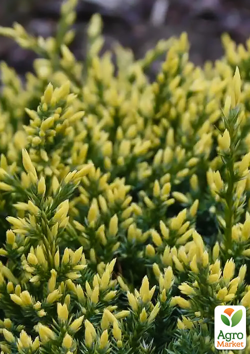 Можжевельник чешуйчатый "Dream Joy" С5, диаметр 40-50 см - фото 2