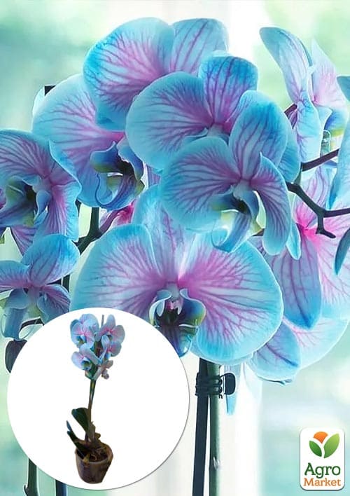 Орхидея (Phalaenopsis) "Wonder Blue"