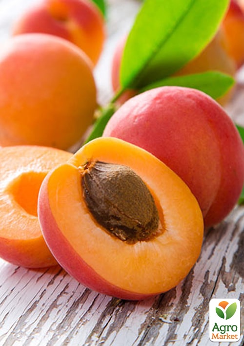 Абрикос "Сияние" (летний сорт, поздний срок созревания) - фото 2