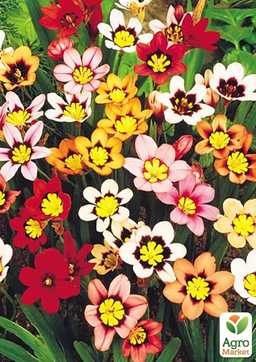 Спараксис "Tricolor" - фото 2