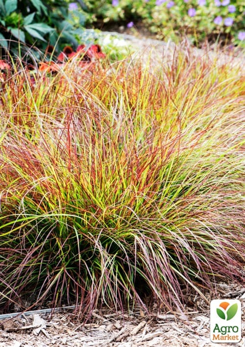 Пеннисетум "Burgundy Bunny" вазон С2 - фото 3