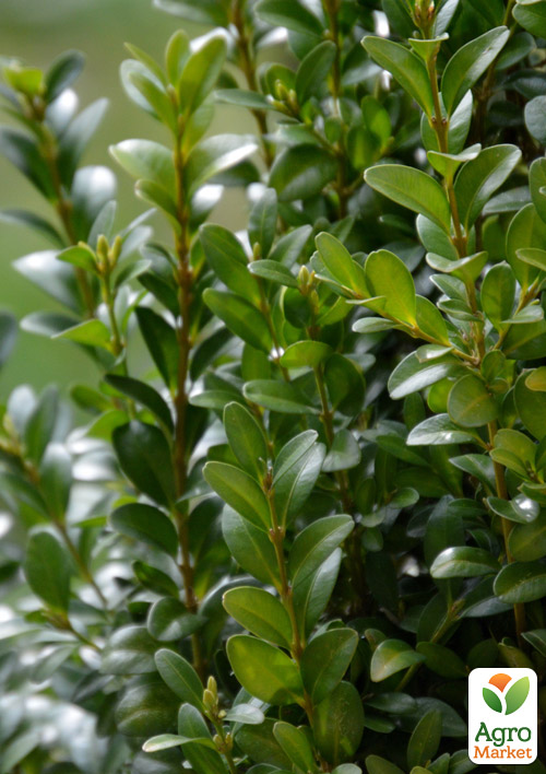 Самшит вічнозелений "Buxus sempervirens" 2-х річний саджанець - фото 7