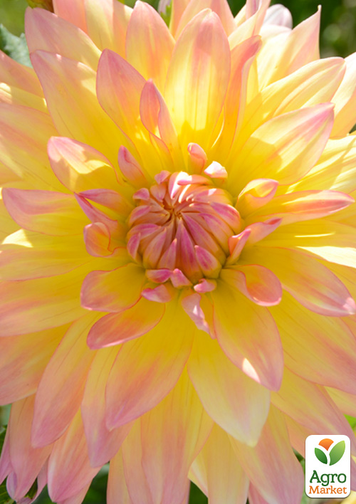 Георгина "Cabana Banana"