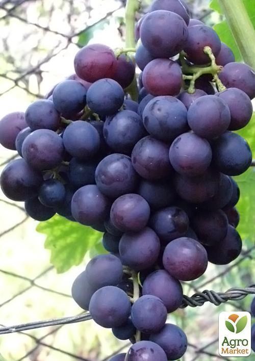 Виноград "Сеня"