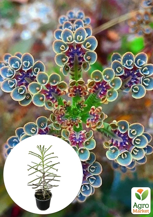 Каланхоэ Трубкоцветное