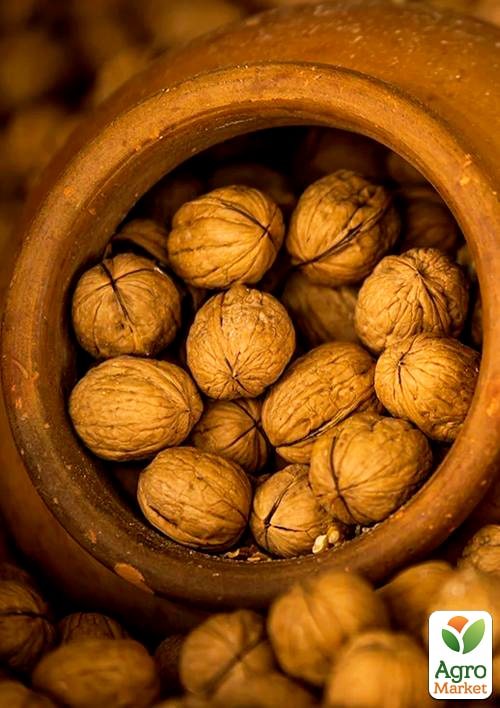 Грецкий орех "Буковинский 1" (среднеспелый срок созревания) - фото 6