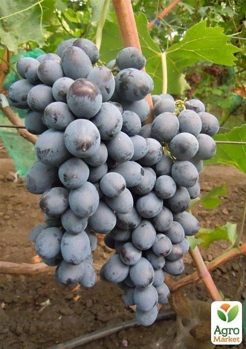 Виноград "Валентин" - фото 3