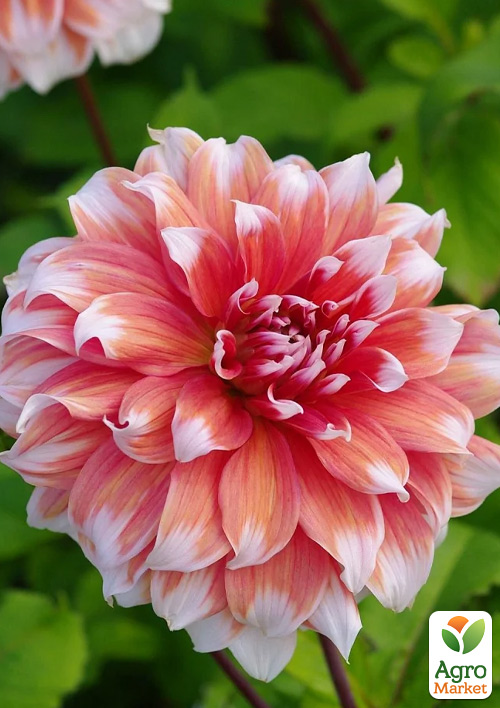 Георгина "Frost Nip" (гигантский цветок) - фото 2