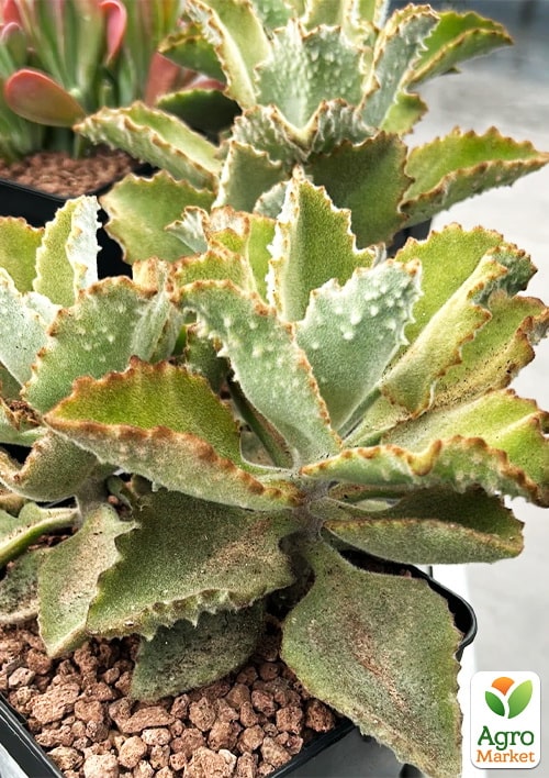 LMTD Каланхоэ "Вeharensis" высота 30-40см