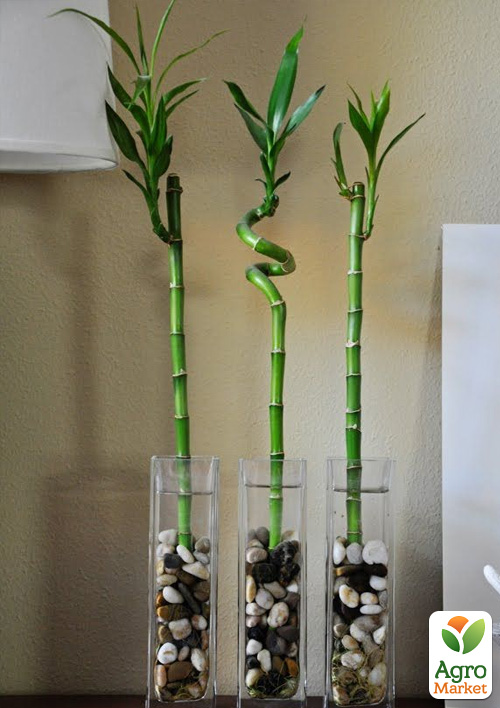 Бамбук комнатный "Lucky Bamboo" (Dracaena Sanderiana) - фото 6