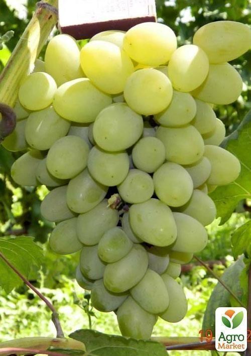 Виноград "Галахад"