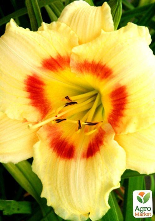 Лилейник "Siloam Valentine" 1шт в упаковке