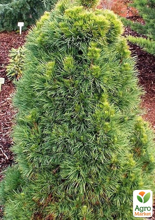 Сосна обычная "Globosa Viridis" (ком/сетка), диаметр 70-90см - фото 2