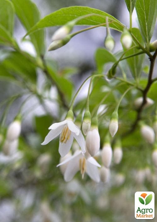 Проліскове дерево "Styrax japonicus" (красиве, компактне, з ароматом пролісків) висота 20см - фото 3