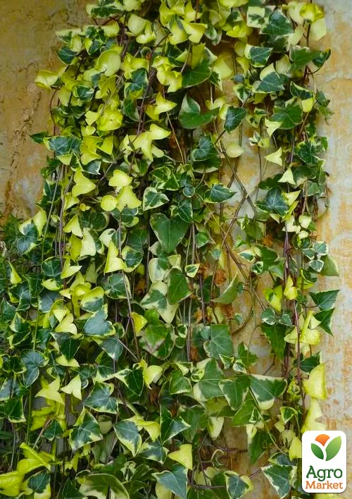 Хрестовник ампельний «Senecio Macroglossus» - фото 2