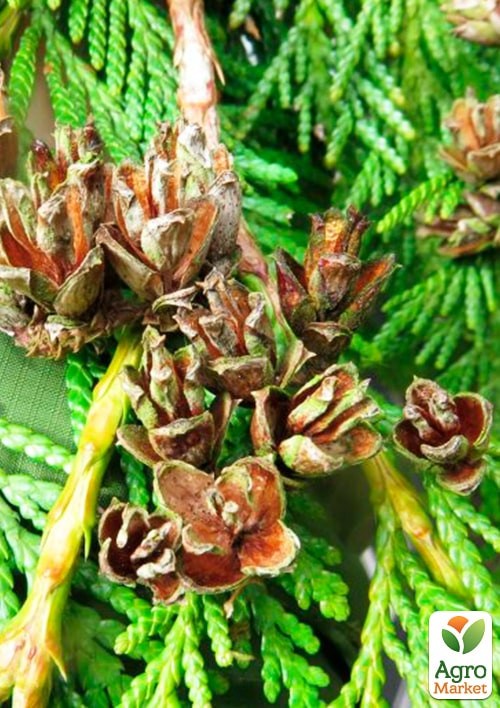 Туя складчатая "Irish Gold" контейнер P9 - фото 3