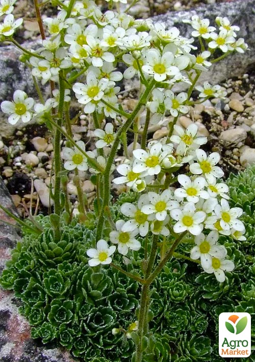 Камнеломка волотиста "Minima"