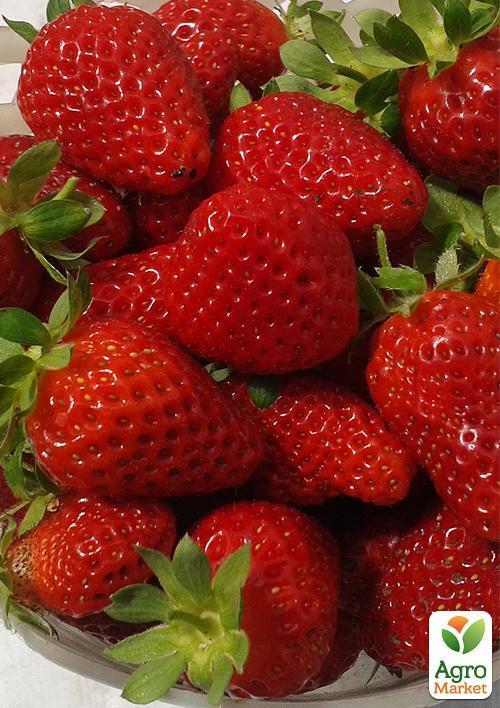 Полуниця "Монтерей" (Monterey)  (ремонтантний високоврожайний сорт) - фото 8