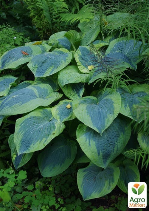 Хоста гибридная "Frances Williams", С3