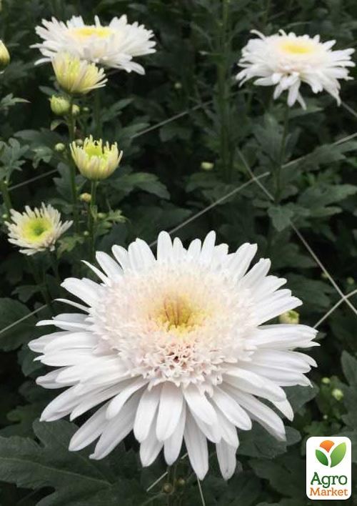 Хризантема срезочной "Eleonora White"