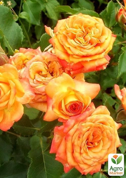 Роза патіо "Клементина"