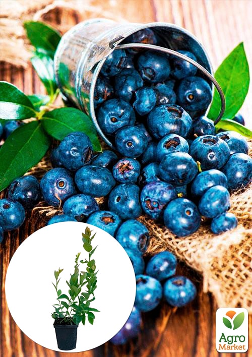 Голубика (черника садовая) "Спартан" (средний срок созревания, высокоустойчив к болезням)