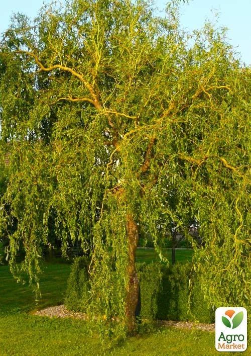 Верба японська "Матсудана" висота 100см