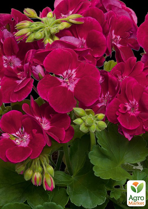 Пеларгония зональная Flower Fairy "Velvet" 