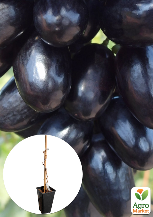 Виноград столовый "Алвика" (укорененный саженец в контейнере)